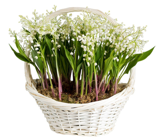 Lily Of The Valley with Roots & Greenery in Basket - Fresh Bouquet Co.