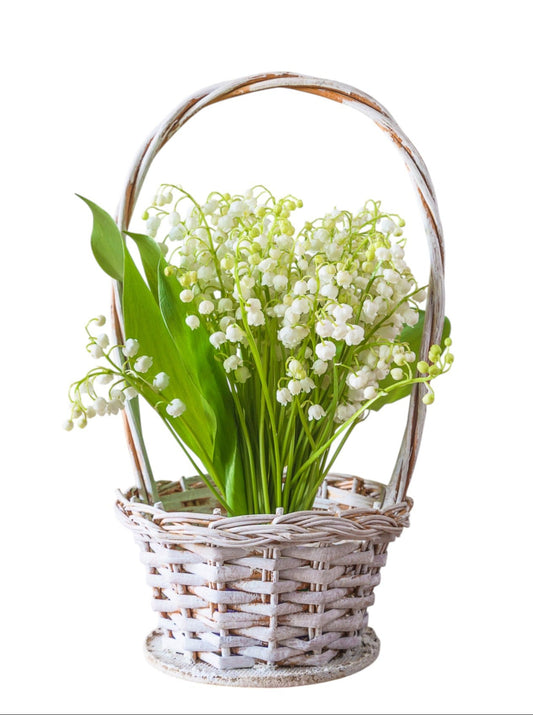 Lily Of The Valley in Basket