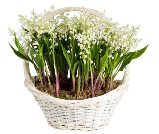 Lily Of The Valley with Roots & Greenery in Basket