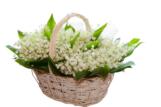 Lily Of The Valley in Oval Basket