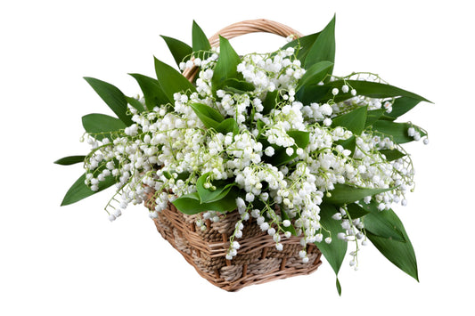 Lily Of The Valley in Square Basket