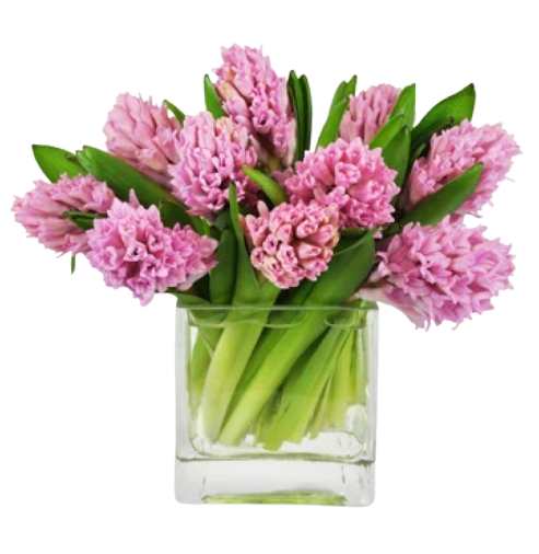 Pink Hyacinth Bouquet in Vase