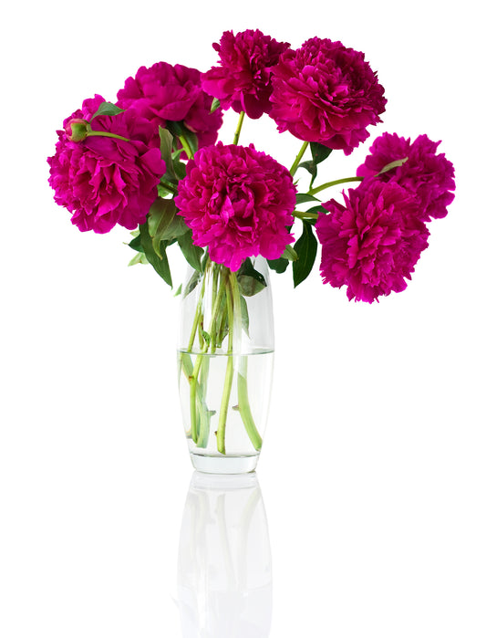 Red Peonies Bouquet in Vase