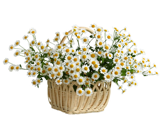 Tanacetum Daisy Flowers in Square Basket