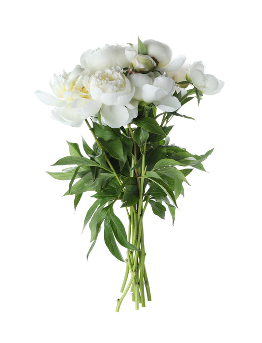 White Classic Peonies Bouquet