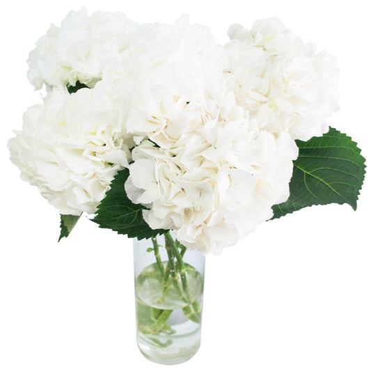 White Hydrangea Bouquet in Vase